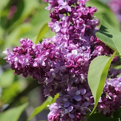 Сирень ИЗОБИЛИЕ  Сирень ИЗОБИЛИЕ в Домодедове