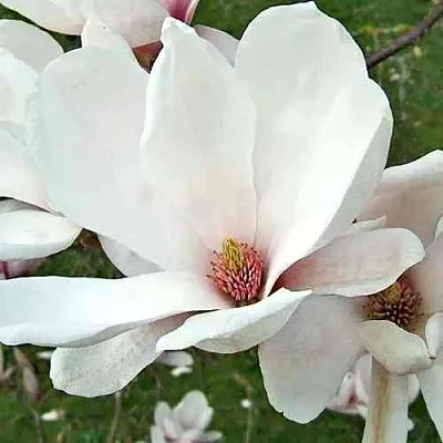 Магнолия АЛЬБА СУПЕРБА  Магнолия АЛЬБА СУПЕРБА в Домодедове