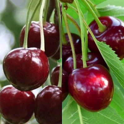 Комплект ВИШНЕВЫЙ ТАНДЕМ в Домодедове