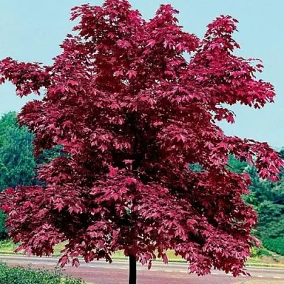 Клен КРИМСОН КИНГ остролистный  Клен КРИМСОН КИНГ остролистный в Домодедове