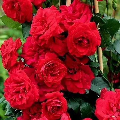 Саженцы роз АМАДЕУС плетистая  Саженцы роз АМАДЕУС плетистая в Домодедове