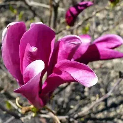 Магнолия СЬЮЗАН  Магнолия СЬЮЗАН в Домодедове