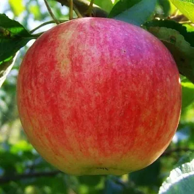 Яблоня ШТРИФЕЛЬ  Яблоня Штрифель (Штрейфлинг или Осеннее полосатое) в Домодедове