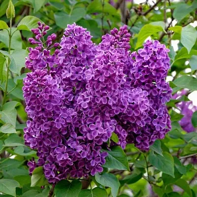 Сирень СУМЕРКИ  Сирень СУМЕРКИ в Домодедове