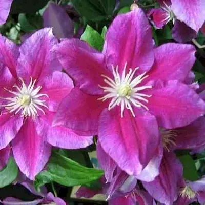 Клематис ХАНИЯ в Домодедове