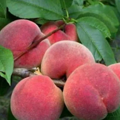 Персик КАНАДИАН ХАРМОНИ  Персик КАНАДИАН ХАРМОНИ в Домодедове