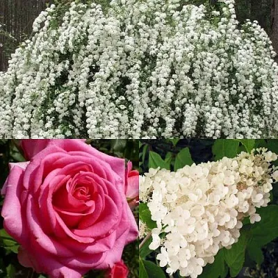 Комплект ВЕЧНАЯ КЛАССИКА в Домодедове