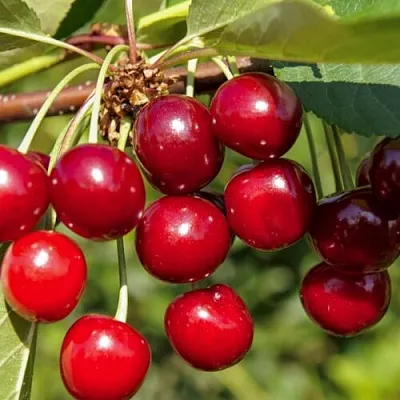 Вишня ЛЮБСКАЯ в Домодедове