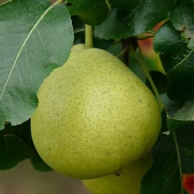 Груша САНРЕМО колонновидная  Груша САНРЕМО колонновидная в Домодедове