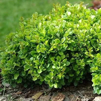 Барбарис КОБОЛЬД тунберга  Барбарис КОБОЛЬД тунберга в Домодедове