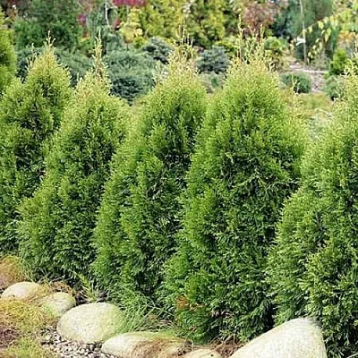 Туя СМАРАГД ВИТБОНТ западная в Домодедове