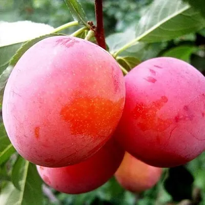 Слива КОМЕТА  Слива КОМЕТА в Домодедове