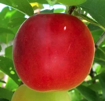 Плумкот БИРИКОККОЛО БОЛОГНЕС  Плумкот БИРИКОККОЛО БОЛОГНЕС в Домодедове