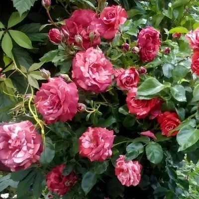 Саженцы роз БРАУНИ плетистая — описание сорта Саженцы роз БРАУНИ плетистая в Домодедове