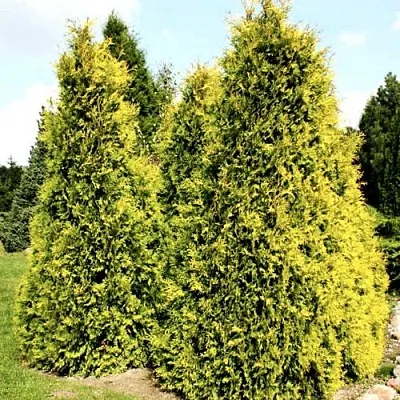 Туя САЛЛАНД западная в Домодедове