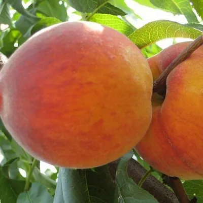 Персик СОЧНЫЙ  Персик СОЧНЫЙ в Домодедове