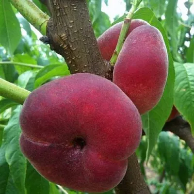 Персик АЛЕКС ИНЖИРНЫЙ  Персик АЛЕКС ИНЖИРНЫЙ в Домодедове