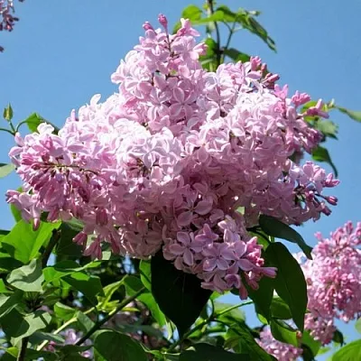 Сирень БУФФОН  Сирень БУФФОН в Домодедове