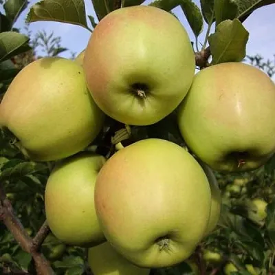 Яблоня СКИФСКОЕ ЗОЛОТО  Яблоня СКИФСКОЕ ЗОЛОТО в Домодедове