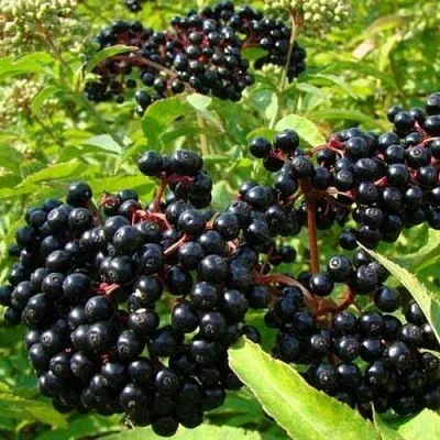 Бузина черная БАГАЦЦЕ в Домодедове