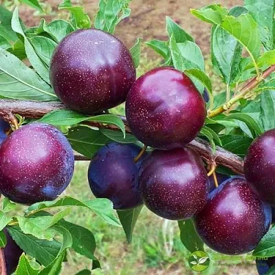 Шарафуга ВЕЛЬВЕТ САНРАЙЗ  Шарафуга ВЕЛЬВЕТ САНРАЙЗ в Домодедове