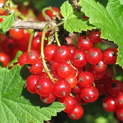 Смородина красная РАЧКОВСКАЯ в Домодедове