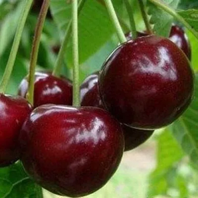 Вишня МИЛАВИЦА в Домодедове