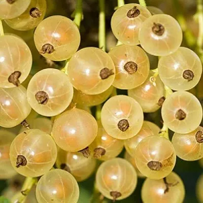 Смородина белая СМОЛЬЯНИНОВСКАЯ в Домодедове