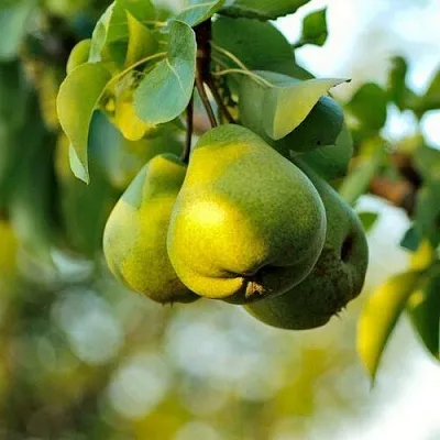 Груша СТОЛИЧНАЯ колонновидная  Груша СТОЛИЧНАЯ колонновидная в Домодедове