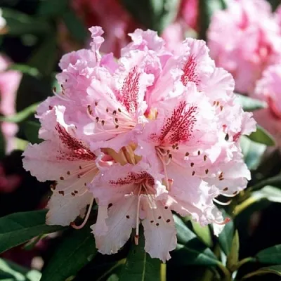 Рододендрон ЧИР в Домодедове