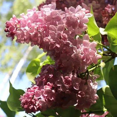 Сирень МЕДОВЫЙ СПАС  Сирень МЕДОВЫЙ СПАС в Домодедове