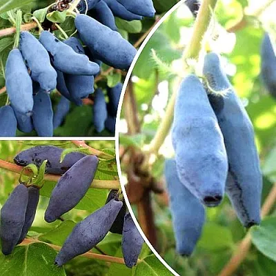 Комплект СЛАДКИЕ ХИТЫ в Домодедове