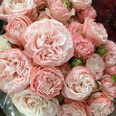 Саженцы роз МАДАМ БОМБАСТИК спрей  Саженцы роз МАДАМ БОМБАСТИК спрей в Домодедове