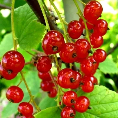 Смородина красная КОРАЛЛОВАЯ в Домодедове