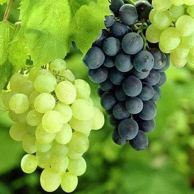 Столовый в Домодедове