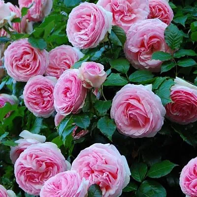 Саженцы роз ПЬЕР ДЕ РОНСАР плетистая  Саженцы роз ПЬЕР ДЕ РОНСАР плетистая в Домодедове