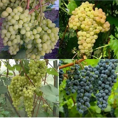 Комплект ВИНОГРАДНАЯ РАДУГА в Домодедове