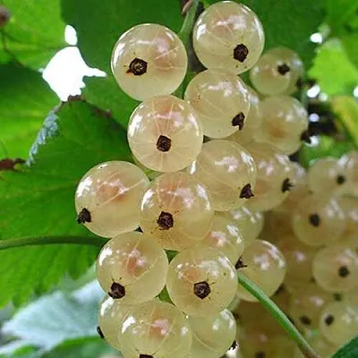 Смородина белая ЮТЕРБОРГСКАЯ в Домодедове