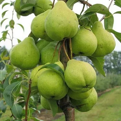 Груша ДЕКОР колонновидная  Груша ДЕКОР колонновидная в Домодедове