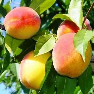 Персик ПАМЯТЬ ЛОЙКО  Персик ПАМЯТЬ ЛОЙКО в Домодедове