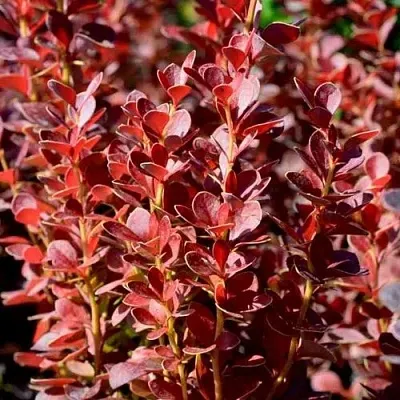 Барбарис ВУЛКАНО тунберга  Барбарис ВУЛКАНО тунберга в Домодедове