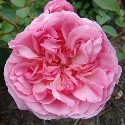 Саженцы роз ХАЙДИ ХОЛЛ английская  Саженцы роз ХАЙДИ ХОЛЛ английская в Домодедове