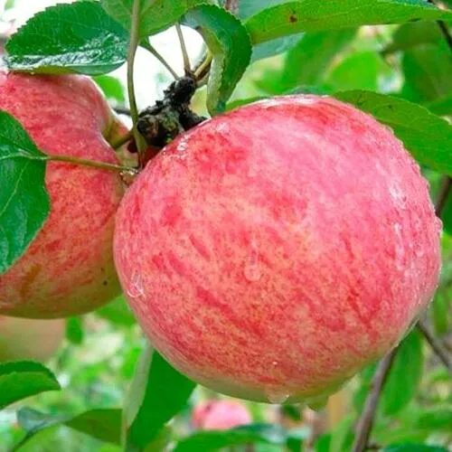 Яблоня КОРИЧНОЕ ПОЛОСАТОЕ в Домодедове