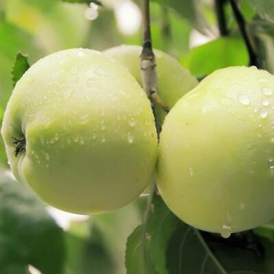 Саженцы яблони оптом в Домодедове