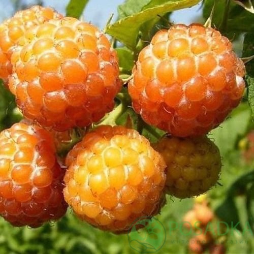 Малина КУМБЕРЛЕНД желтая в Домодедове