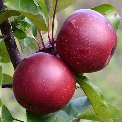 Яблоня красномясая в Домодедове