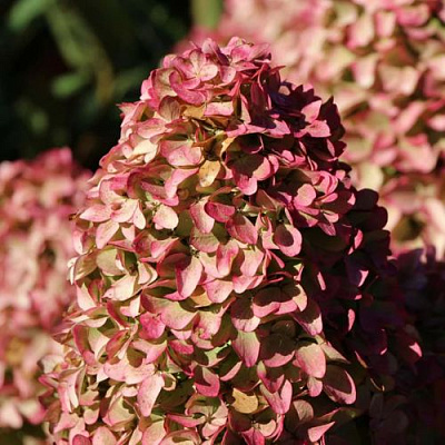 Мэджикал в Домодедове