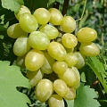 Виноград в Домодедове