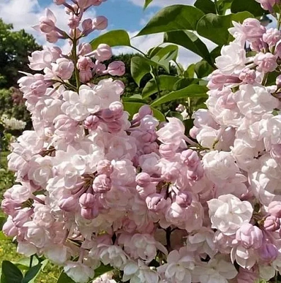 Сирень КРАСАВИЦА МОСКВЫ (привитая) в Домодедове