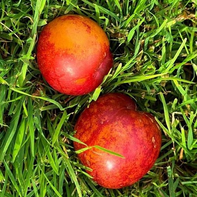 Шарафуга НЕКТАРИННАЯ в Домодедове